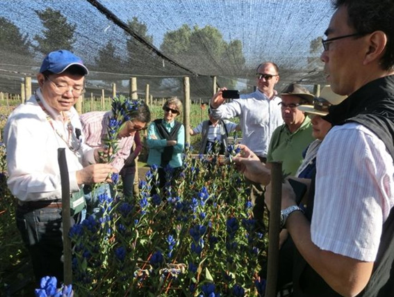 Photo: Ashiro Rindo cultivation in Chili